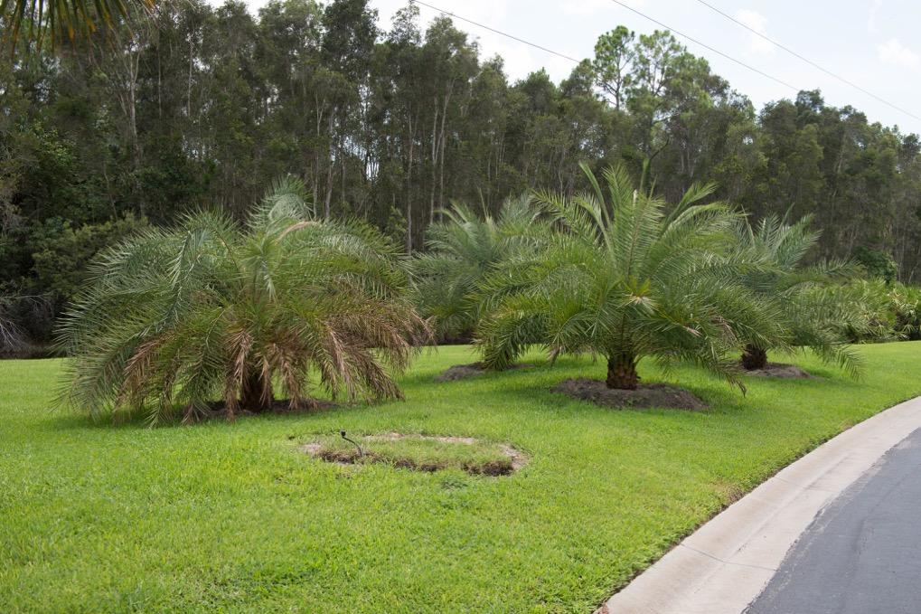 New Sylvester Palms Southeast corner of our perimeter. We lost several Cassia trees in 2014. In-ground uplights were all ready in place.