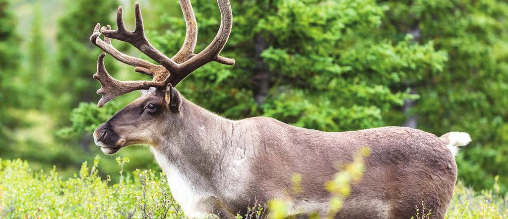 Caribou, Denali National Park 27 Day Grand Canada & Alaska and Voyage of the Glaciers Cruise Day : Monday 6 August 208 Homeport - Sydney Depart today for an overnight stay in Sydney.
