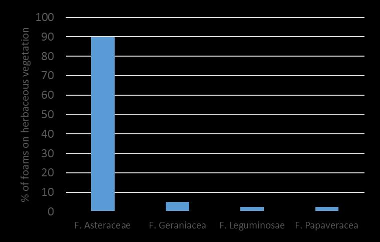 RESULTS: % OF FOAMS FOUND ON PLANT HOST FAMILIES F Asteraceae: Cichorium intibus, Crepis vesicaria, Galactites tomentosa,