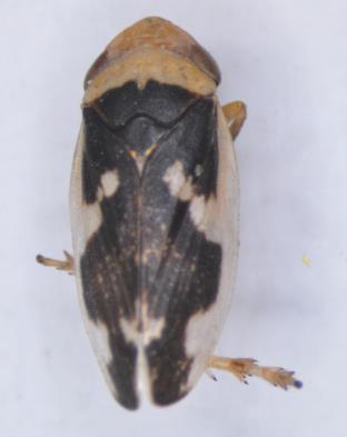 Citrus Aphrophoridae Philaenus