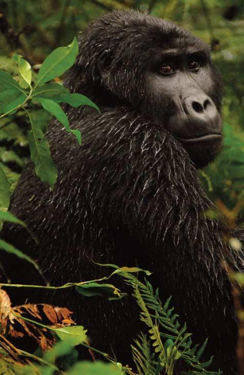 The wildlife and surrounding areas Discover Bwindi s spectacular biodiversity.