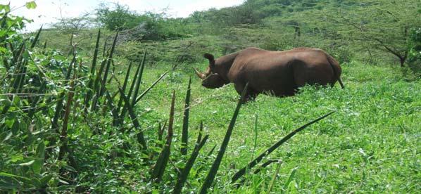 SUCCESS STORIES Development of the Ecolodge Introduction of black rhino after