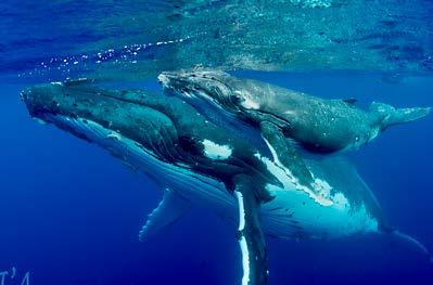 Swimming with Humpback Whales TONGA AUG 25 - SEPT 5, 2014 Spend ten nights on a liveaboard in Tonga s Ha apai Islands, snorkeling