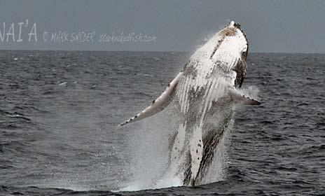 Humpback whales From July to September, the Ha apai Islands are full of