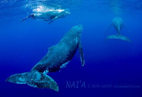 To see mother whales seemingly show off their newborn calves was an