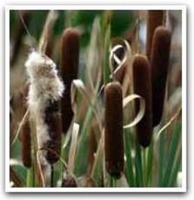 in a field or grassy area. This represents how seeds are dispersed by animal fur.