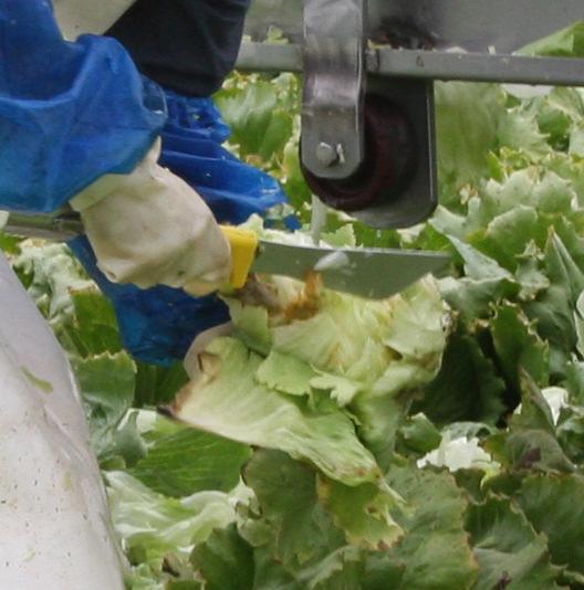 Risk Associated with Field Core (Core and Cut) Practices for Harvesting Lettuce Knife blades contaminated with soil containing E.