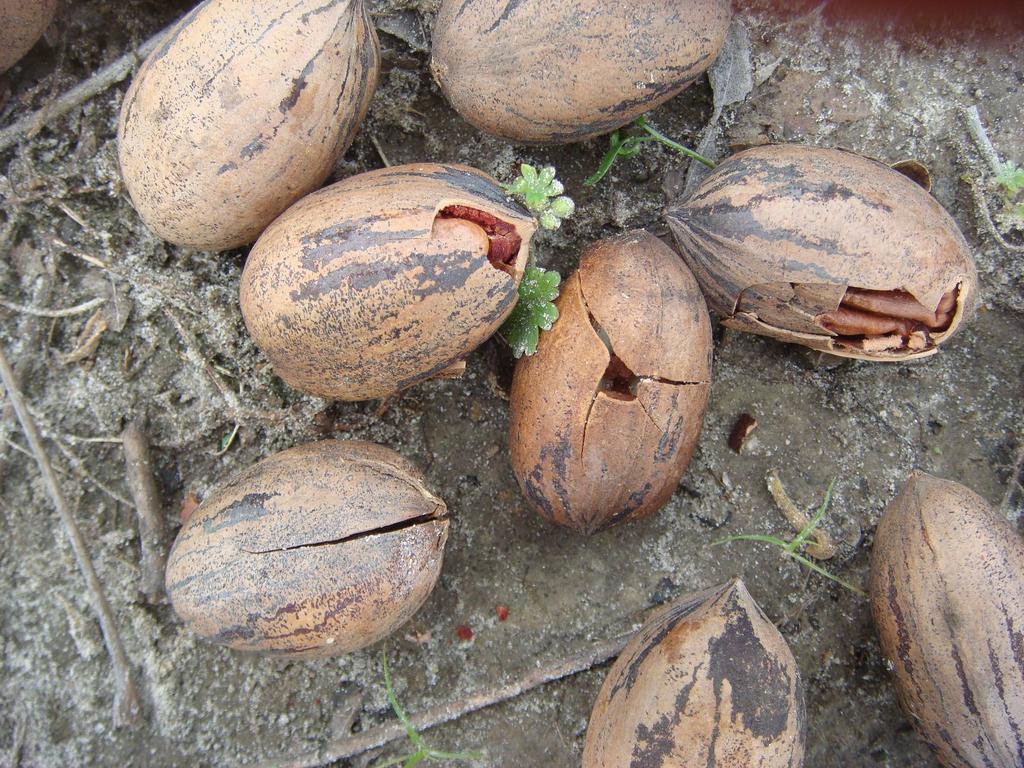 Behavior of Salmonella on Post-harvest Pecans Rate of infiltration is affected