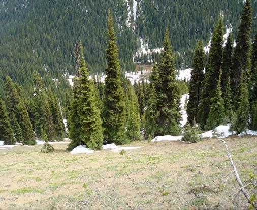 The east-facing track that descended into Union Creek Basin varied from large open grass areas with very little anchorage to small stands of fir.