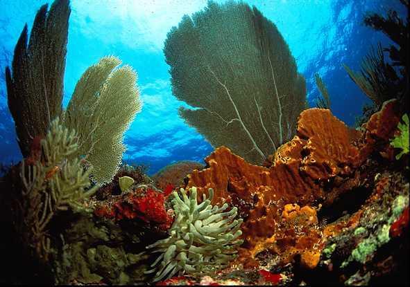 The Region s Diversity Reefs cover 26,000 km² (7% of the world s reefs) ~ 32