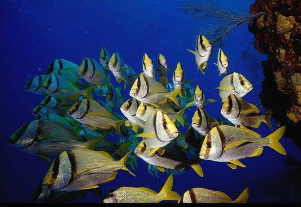 endangered) ~ 1,400 species of fish 2 nd and 3 rd largest barrier reefs in the