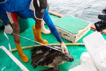 5 Eastern Pacific News: Reduction of Turtle Bycatch Progresses In September 2010, the WWF Bycatch Program in the Eastern Pacific successfully concluded an 18-month grant period with the Walton Family
