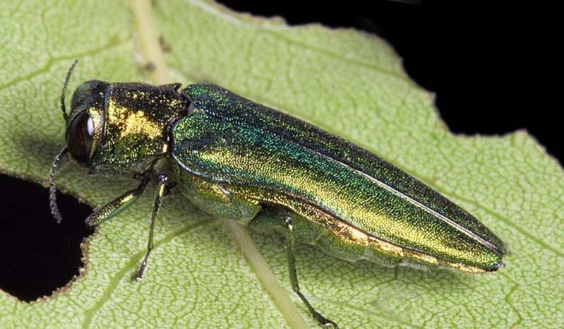 Emerald Ash Borer Management Emerald ash borer (EAB) is an invasive forest insect from Asia responsible for the deaths of millions of ash trees throughout the eastern half of the U.S.