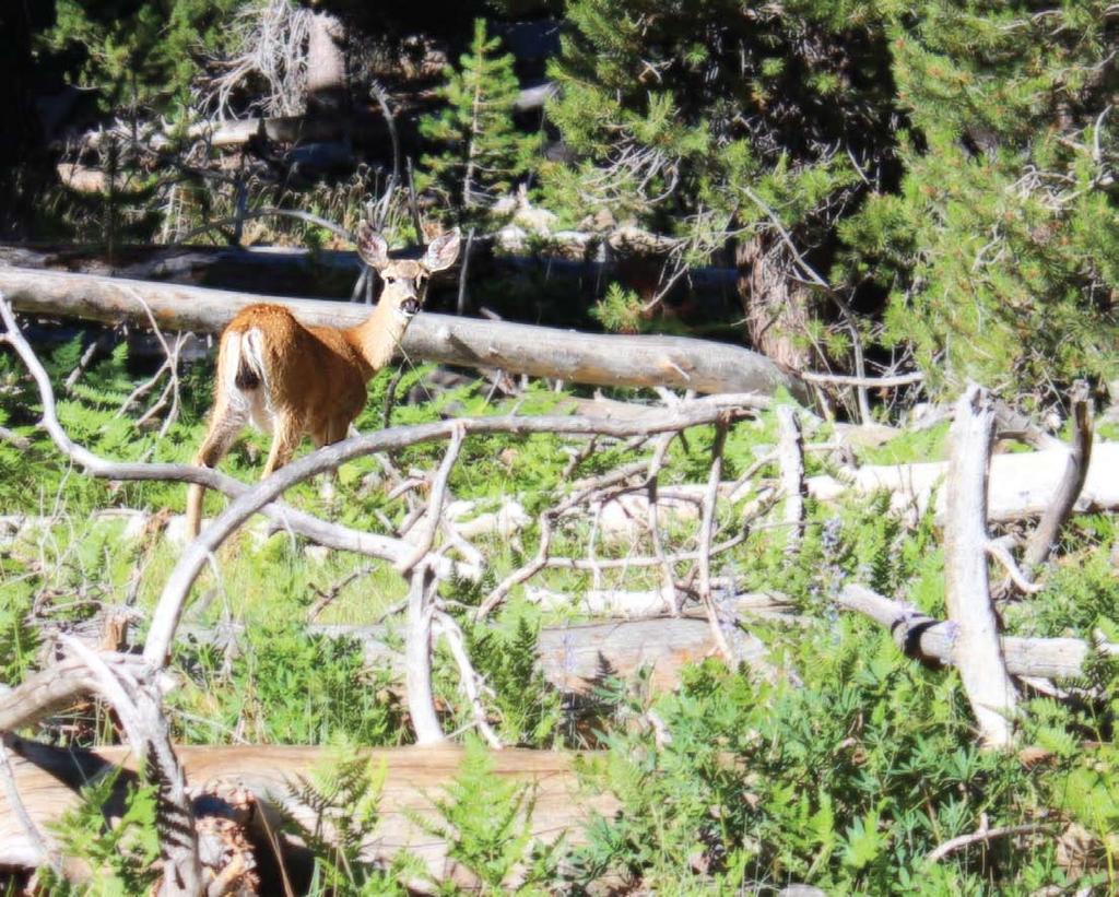 March Mule Deer Yosemite National Park 1 2 3 4 5 6 7 8 9 10 11 12 13 14 15 16 17 18 19 20 21 22 23 24 31 St.