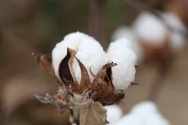 thread/cloth 1850 27 woolen mills in the state 1860 TN was