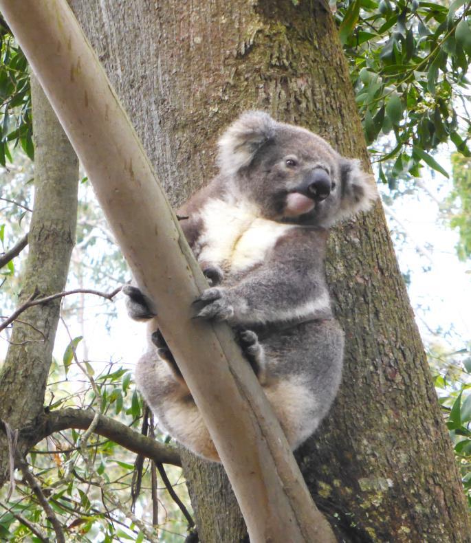 Southern Highlands Koala Conservation Project Goals To take our koala colony from being the least understood koala colony in NSW to being the best understood koala colony in NSW.