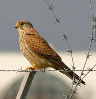Strikes per months Common kestrel Falco tinunculus End of June: younglings leave the nest 10 Number of collisions 9 7 13 5 9 8 2 4 6 5 22 10 7 4 1 8 3 7 1 2 3 0 1 2 1 11 11 7 9 8 4 5 2 2 3
