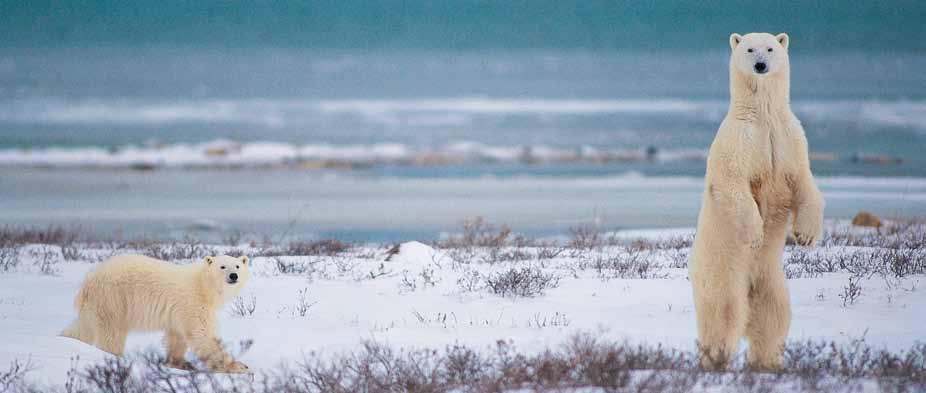 Polar Bear Photo Tour Join World-Renowned Nature Photographers at the Tundra Lodge There is no better place on earth to photograph polar bears than the tundra surrounding Churchill.