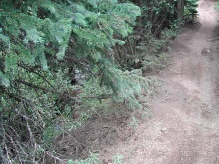 Fig. 10. Portion of trail to be restored. Fig. 11. Gullied section on existing trail that would be hardened. II. Budget Zone D This budget includes RMFI completing all the work previously described.