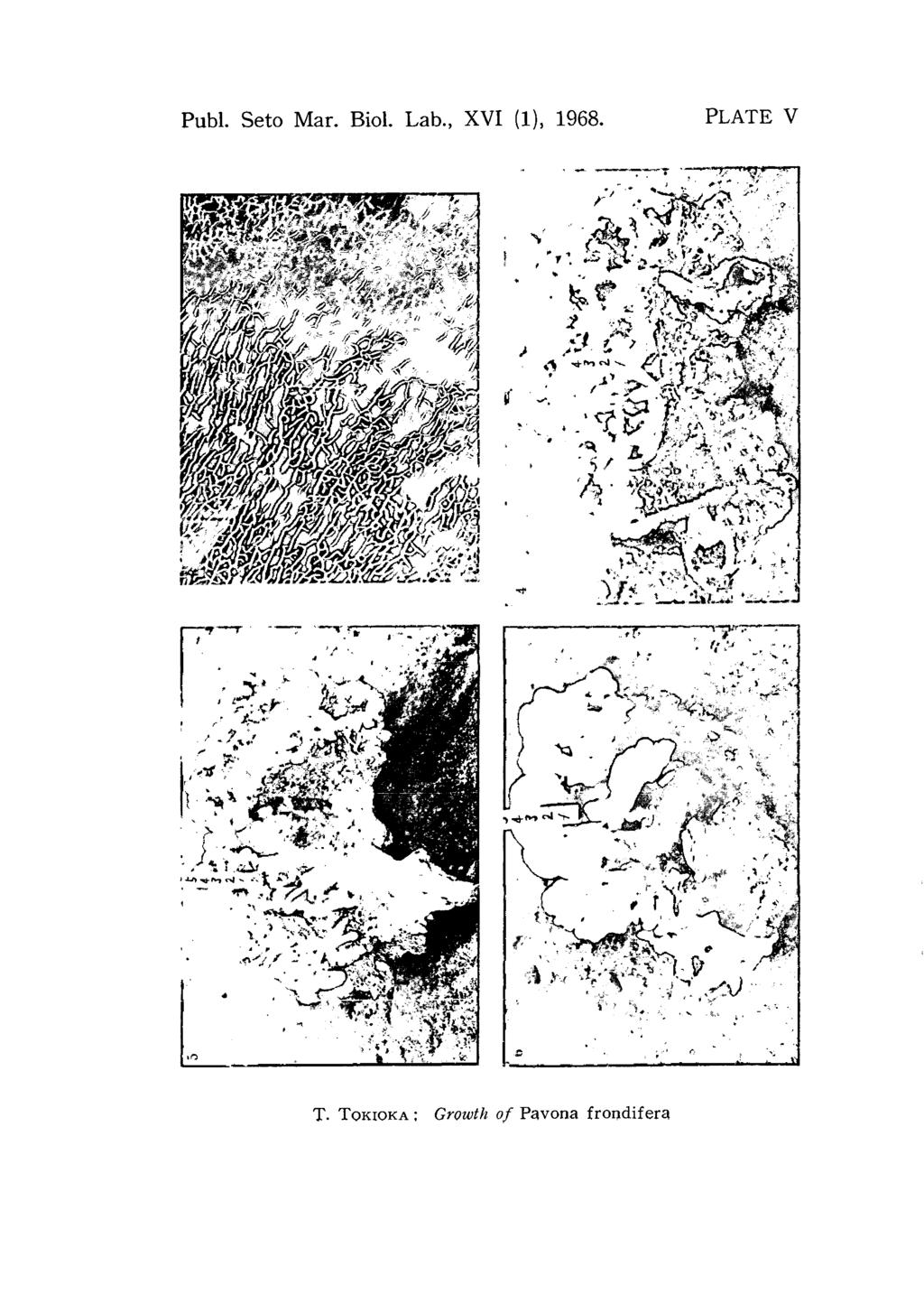 Publ. Seto Mar. Biol. Lab., XVI (1), 1968.