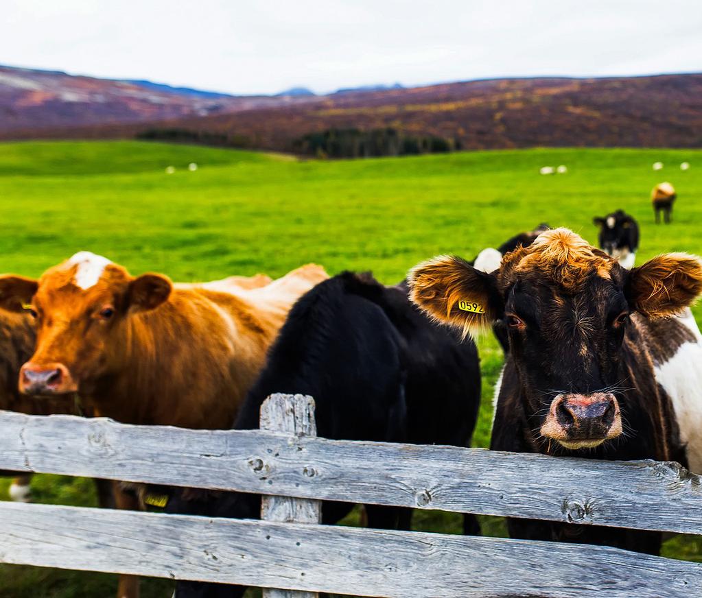 Our best-seller tour includes a visit to Kerið volcanic crater, Faxi waterfall, and a stop at a traditional Icelandic farm to see and pet some cows and horses and get free ice cream!