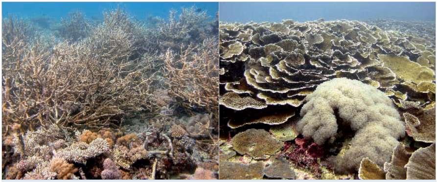 David Obura Coral reefs of the Quirimbas-Mtwara region are among the most diverse and robust in the region, both in