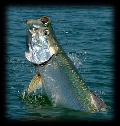 FISHING IN THE KEYS The International Game Fish Association states that more saltwater