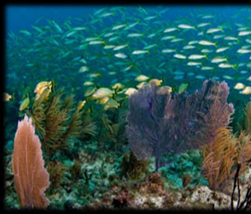 We have coral-encrusted ship wrecks and intricate natural coral formations.
