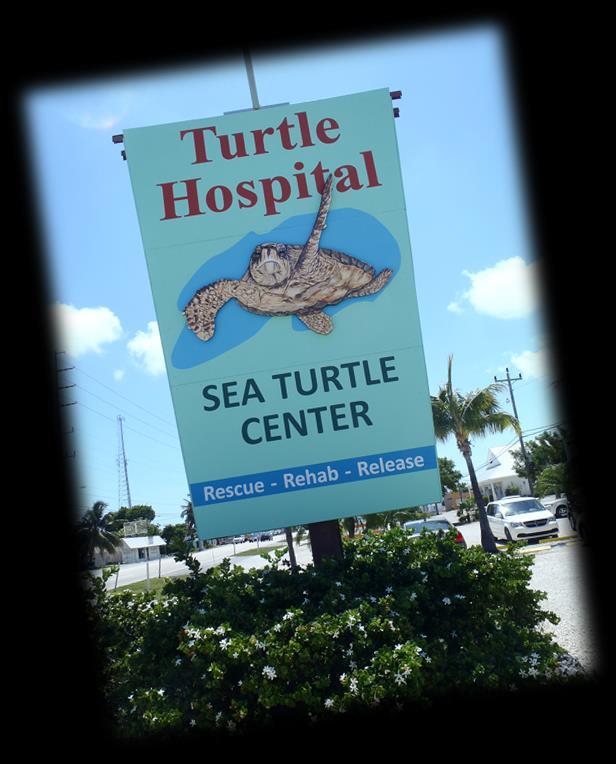 ATTRACTIONS The Turtle Hospital The Turtle Hospital opened its doors 1986 with four main goals: 1) rehab injured sea turtles, 2) educate the public through outreach programs and visit local schools,