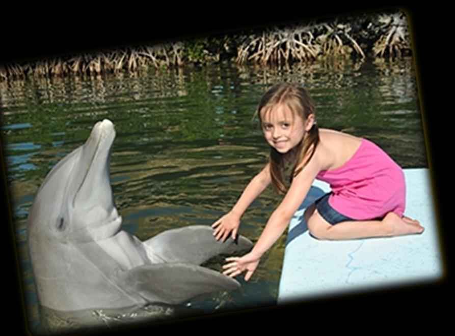 The Dolphin Research Center ATTRACTIONS Hours of Operation Open 7 days a week, 9 a.m. to 4.30pm. Pricing Adults $25.00, Military and Veterans $22.00, Children 4-12 $20.00, Children 3 and under: Free.