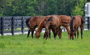 And it's true that Thoroughbred Country has its fair share beautiful stallions and has become a popular destination for horse racing fans.