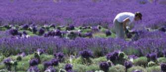 Classic Provence TOUR FP8 8 days (7 nights) TOUR FACTS Arrival day Saturday & Monday Day 1 Arrive & explore Overnight Orange Day 2 Popes & palates - circular route Châteauneuf-du-Pape Overnight