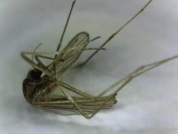 YFV. In addition, several species of Anopheles mosquitoes