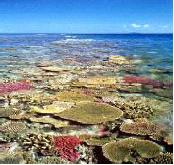Loss of Ecosystem Services Loss of Corals and