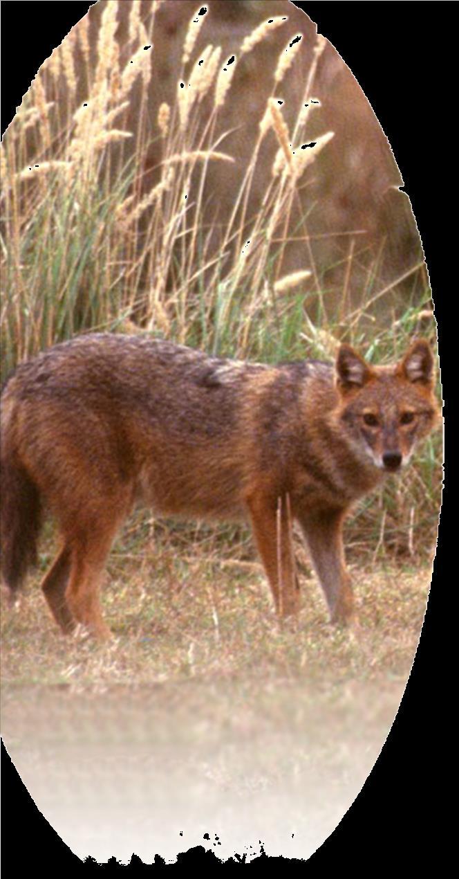 Current golden jackal status in Greece - from a low population point to