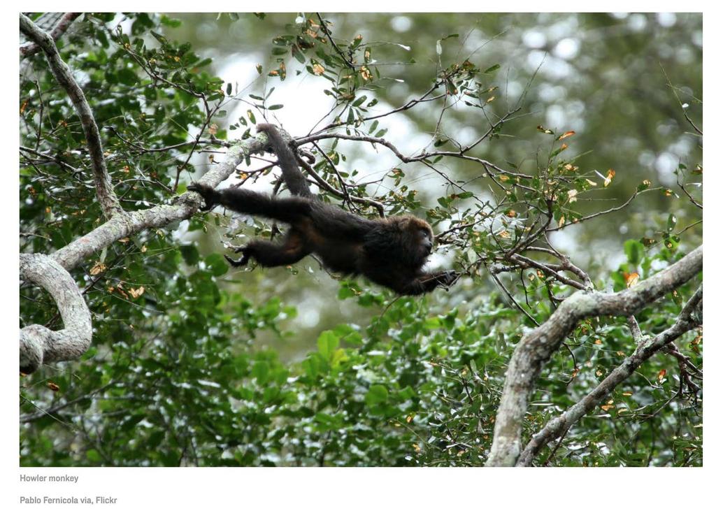 Mining is also threatening Brazil s primates, and not only because it s tearing up the land.