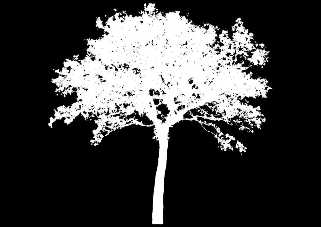 Stromy Hrdo sa pýšia vrcholky stromov, korene sa pomaly menia na domov. Konáre rozpínajú vôkol seba, energia z nich vchádza do teba.