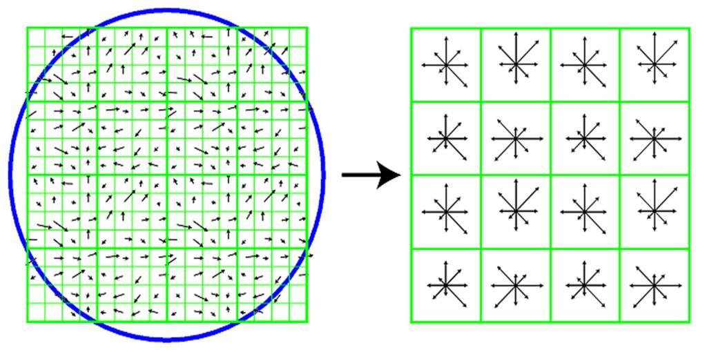Hình 2: Đặc trưng cục bộ SIFT được tính toán từ vùng xung quanh đểm đặc bệt (vòng tròn): gradent của ảnh (trá), véc-tơ mô tả (phả) 3 THUẬT GIẢI GIẢM GRADIENT NGẪU NHIÊN