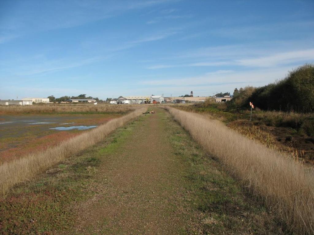 2) Photo 21 (view north): along upland birm, existing trail with City of Arcata manmade wetland pond to