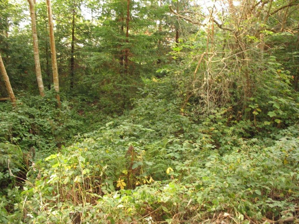 Photo 10: Riparian vegetation within Shay Park, existing