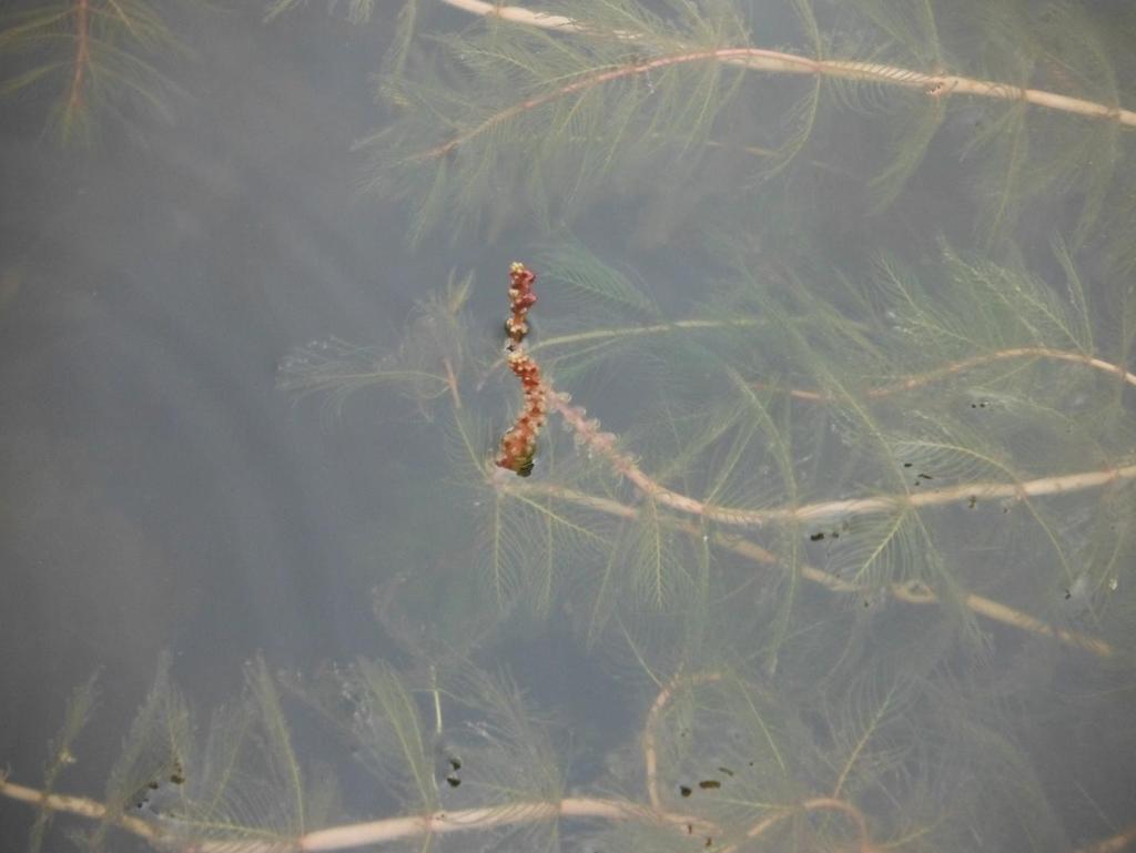 Photo 8. Surface water photograph of Eurasian watermilfoil taken in Lake Colby on July 13, 2012.
