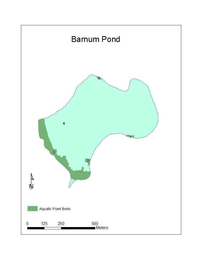 Map 2: Location of the aquatic plant beds detected in Barnum Pond during the