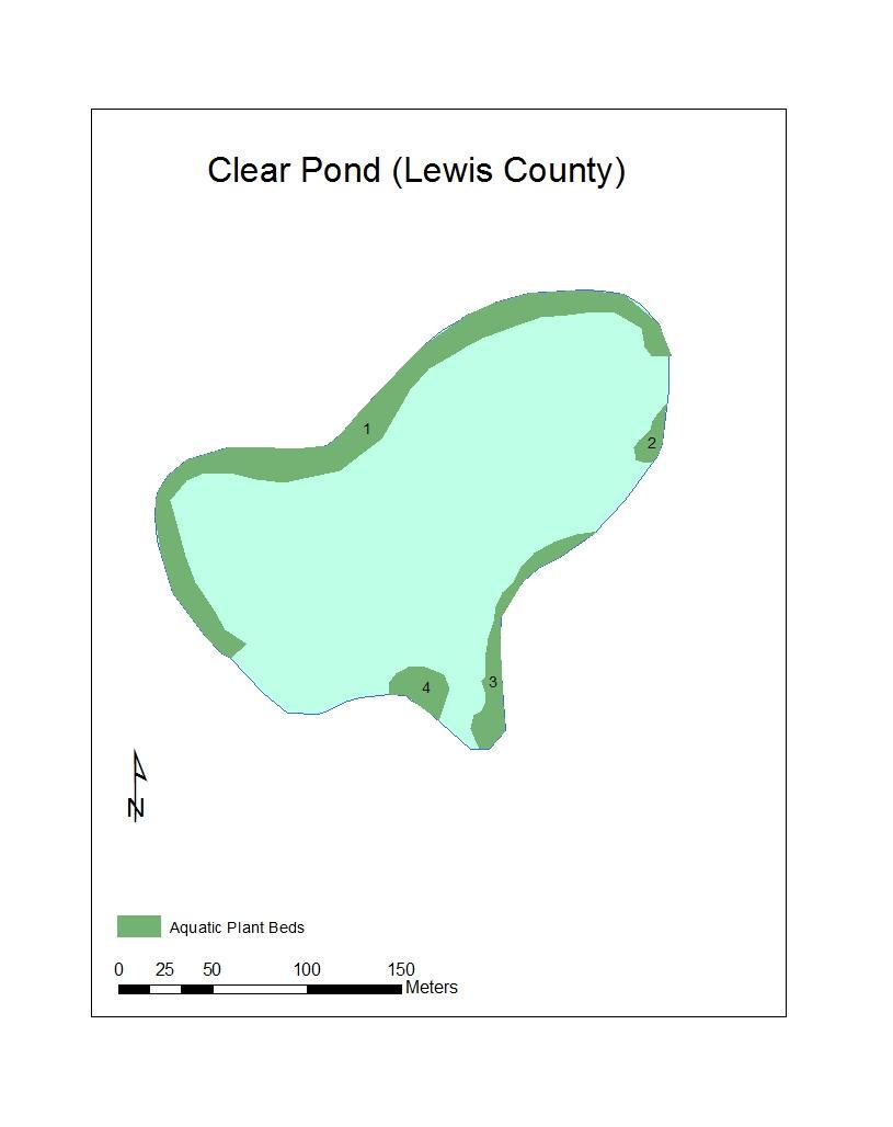 Map 22: Location of the aquatic plant beds detected in Clear Pond (Lewis County) during the