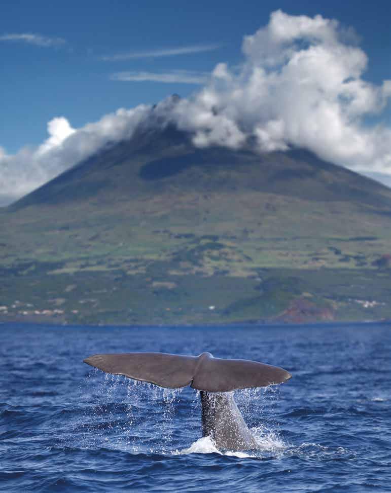 Whale & Dolphin Watching Holiday (B) Faial The whale watching season on Faial runs from April to October, with the height of the season being July and August.