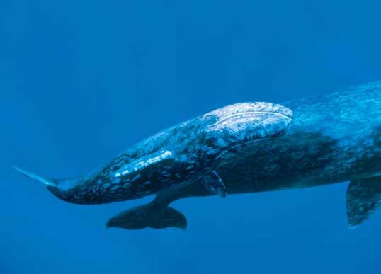 On the Pacific side you ll get close to female gray whales and their young as they prepare for their long journey north to their arctic feeding grounds, and then you ll sail around Land s End for an