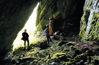 Vstupná časť jaskyne Lastočkina, kde sa vyskytujú vývržky sovy. Foto: P. Holúbek Carabus (Megodontus) vietinghoffi cf.