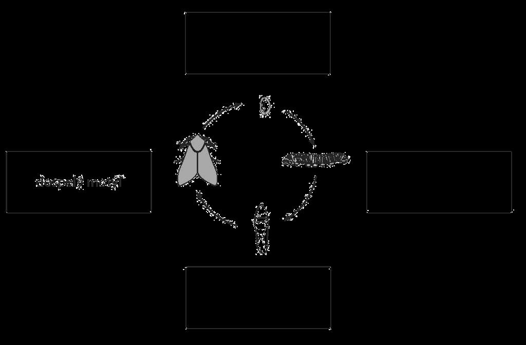 S041018 S02-03 Cyklus premeny nočného motýľa Obrázok dole znázorňuje životný cyklus nočného motýľa. Do rámčekov napíš názvy jednotlivých stupňov premeny. Jedno políčko máš už vyplnené.