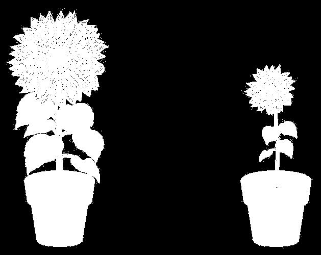 S041029 S04-05 Slnečnica Karol a Ján zobrali po jednom semienku z tej istej slnečnice. Do dvoch rovnakých kvetináčov dali zeminu a do každého z nich zasadili jedno semienko.