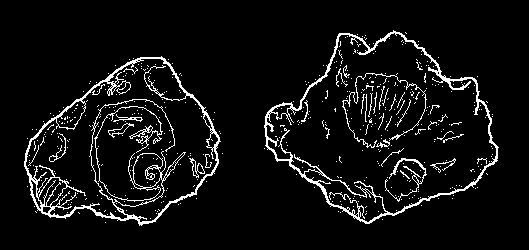 S041205 S04-10 Skameneliny lastúr Na obrázku sú skameneliny lastúr, ktoré sa našli vo vrstve horniny na svahu pohoria. Čo je najpravdepodobnejšou príčinou toho, že sa našli vo vrstve horniny?