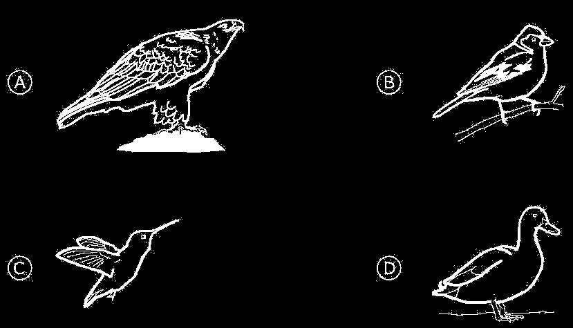 S031239 S05-03 Potrava vtákov Ktorý z vtákov sa živí malými cicavcami?